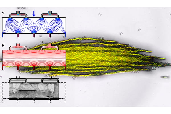 Red and green fluorescent biomolecules (seen as yellow) synthesized on microscale glass beads held within an acoustic trap. Insets show the simulated fluid flow profile and acoustic pressure field, along with experimental images of microscale particles trapped in the low-pressure region against a flow of nanoscale particles. (Credit: Meacham lab)