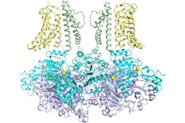 The image illustrates the structure of a BK channel. The cytosolic domain (CTD), colored cyan, is the location of all mutations to be studied in Jianmin Cui’s lab with funding from the National Institutes of Health. CTD also harbors calcium ion binding sites for calcium dependent activation of the channel. The pore gate domain (PGD), shown in pale green, is the pathway through which potassium ions flow through the membrane and where the channel's intrinsic opening occurs. The voltage sensor domain (VSD), depicted in pale yellow, is responsible for detecting voltage changes in voltage-dependent activation.  (Credit: Jianmin Cui)