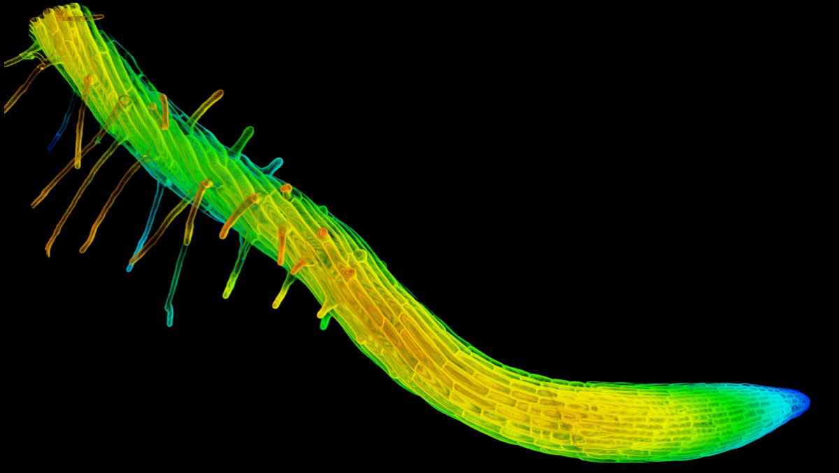 Images of roots studied as part of new research exploring the molecular underpinnings to how plants twist their roots. (Image: Dixit Lab)