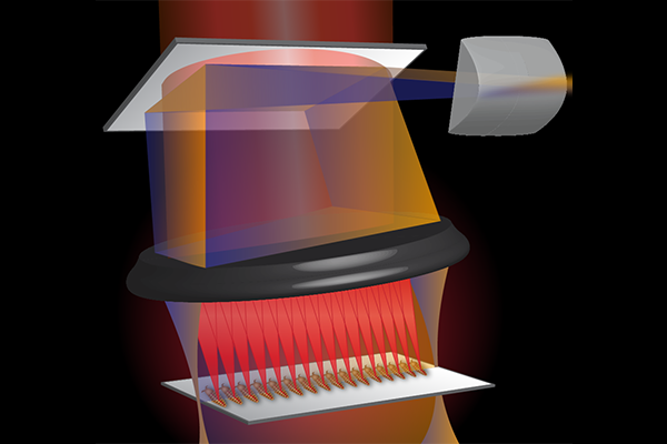 In this illustration of the optical coherence tomography system, beams of red light shine on the hearts of fruit flies using parallel imaging, which allows for multiple beams to penetrate many flies simultaneously. The blue and orange represent activation or deactivation of different proteins in the heart. (Credit: Amanda Dicks and Anne Robinson in association with InPrint at Washington University in St. Louis.).  