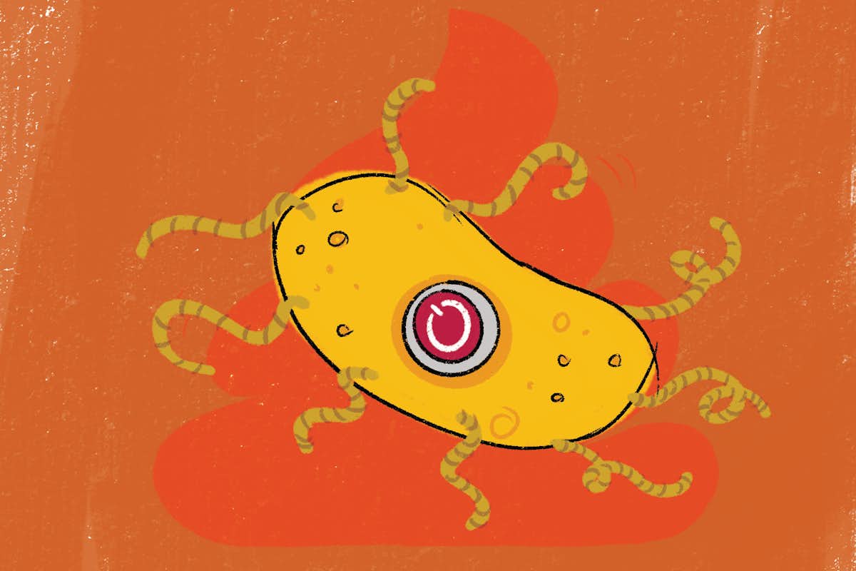 Tae Seok Moon, professor of energy, environmental and chemical engineering, is developing a self-destruct mechanism for genetically engineered bacteria. Once the bacteria have completed the task they were built for, the switches will turn on and the bacteria will self-destruct. (Image: Monica Duwel)