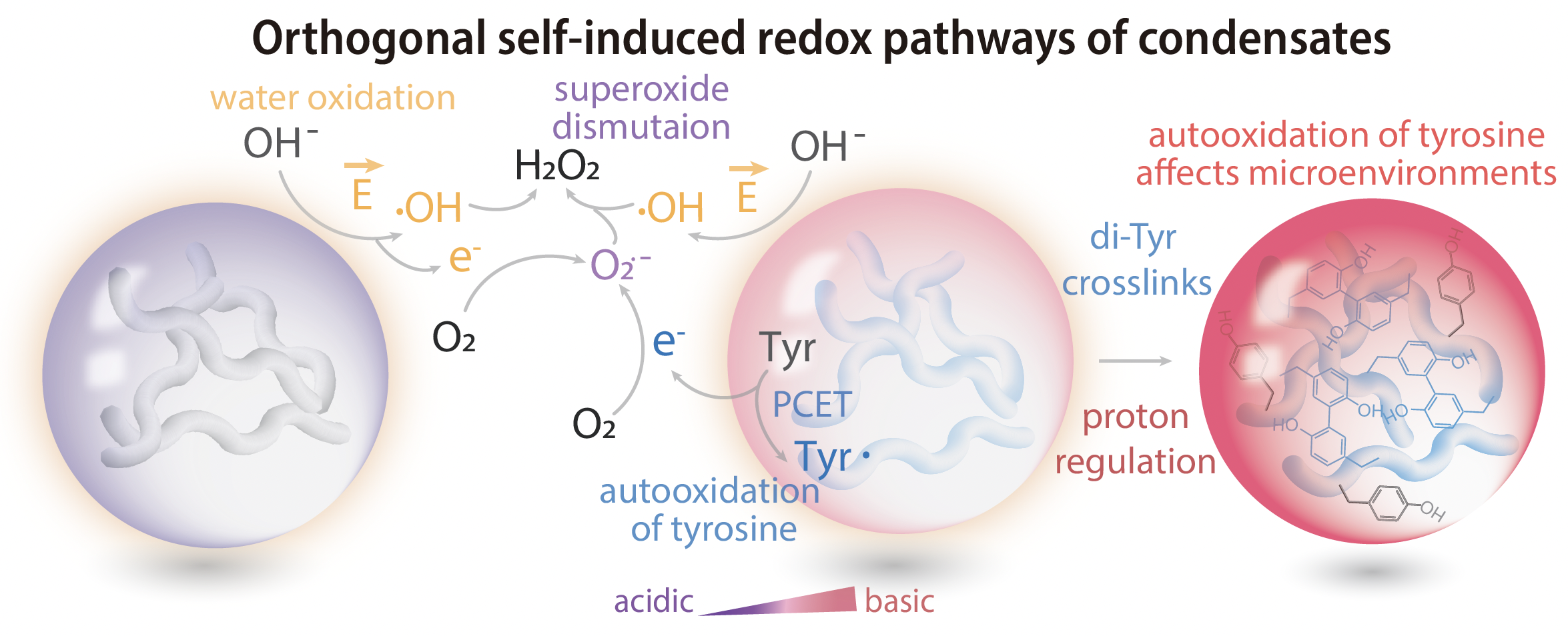 How hydrogen peroxide forms from tyrosine.