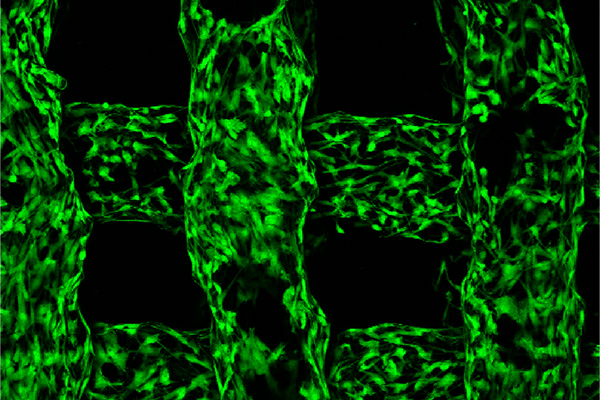 Alexandra Rutz and Somtochukwu Okafor have developed a technique to 3D print bioelectronic scaffolds that could help new tissue grow that could be used for drug development, environmental toxicity and other uses. (Credit: Somtochukwu Okafor)