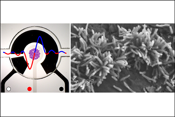 (From left) A rendering of an acoustic microfluidic device photo and a wave; R. palustris TIE-1 cells attached to an electrode