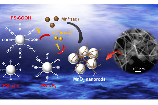 Nanoplastics facilitate redox chemistry in the environment under light illumination. Polystyrene latex beads (PS-bare) without surface modification, carboxylate-modified polystyrene latex beads (PS-COOH), and amine-modified polystyrene latex beads (PS-NH2) superoxide radicals (O2•−), peroxyl radicals (ROO•). (Credit: Jun lab)