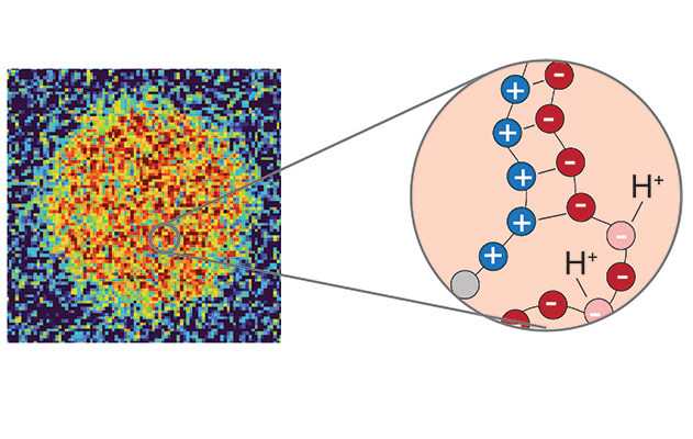 The pictured circle is a nucleolus, a type of cellular condensate, and the measured pH gradient. (Pappu lab)